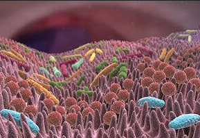 Disbiosis Intestinal. Microbioma